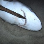 august9sharks 002
