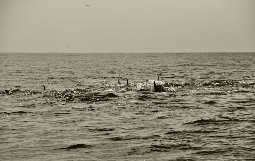 dolphins_1 (Large)
