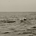 dolphins_1 (Large)