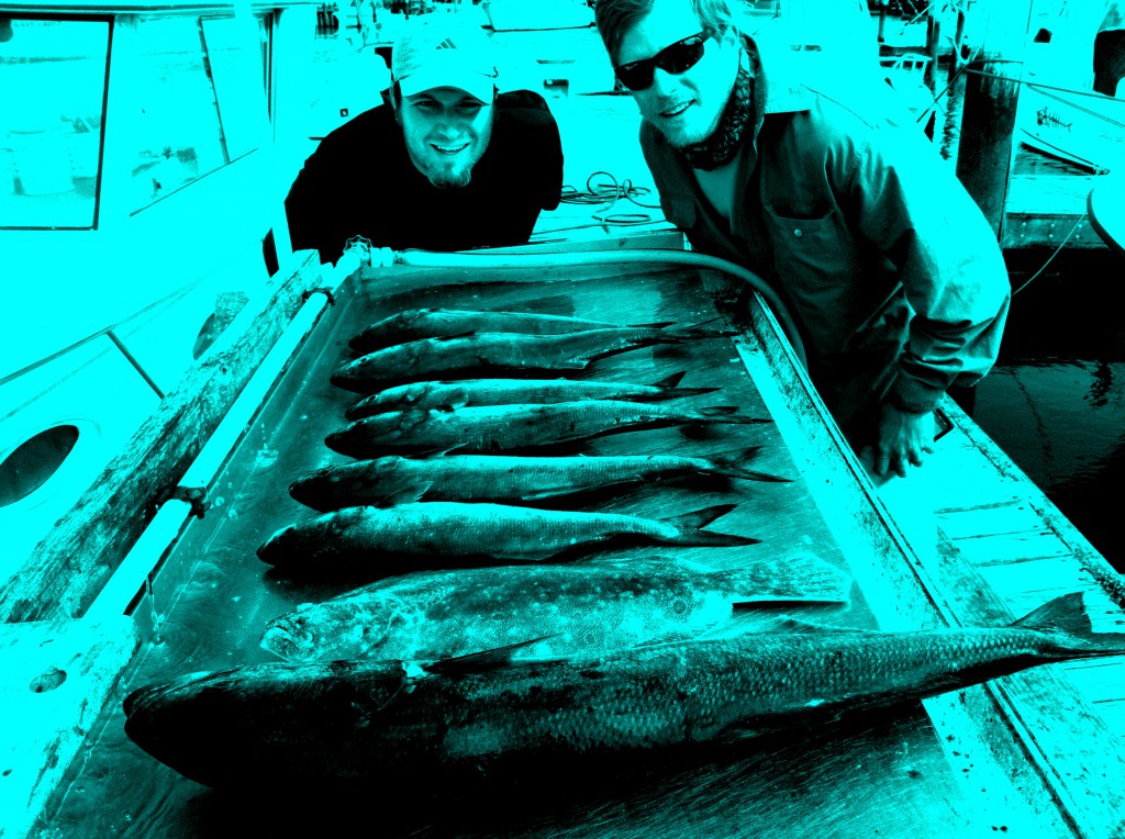 Bluefish