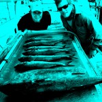 Bluefish