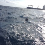 photo 4 (2)