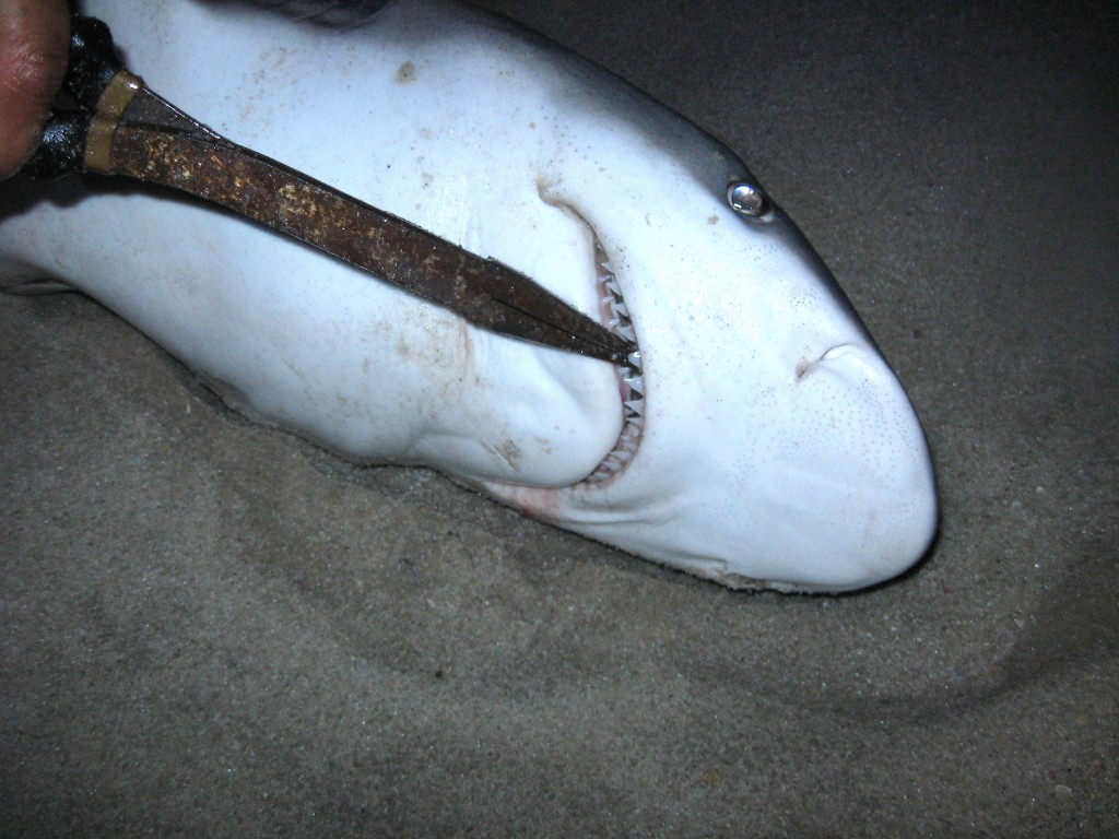 august9sharks 002